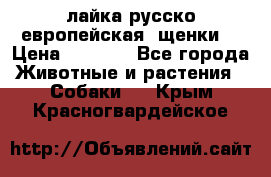 лайка русско-европейская (щенки) › Цена ­ 5 000 - Все города Животные и растения » Собаки   . Крым,Красногвардейское